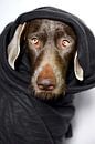 All Wrapped Up van Mogi Hondenfotografie thumbnail