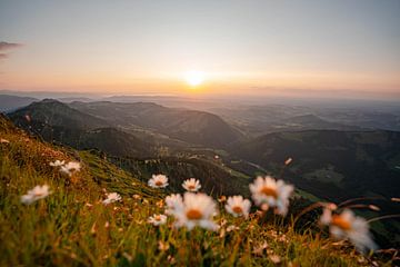 Hochgrat zum Sonnenuntergang mit Gänseblümchen und Blick auf den Bodensee