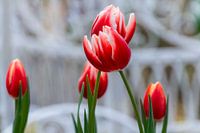 Weiss rote Triumph Tulpe Leen van der Mark vor einem diffusen we