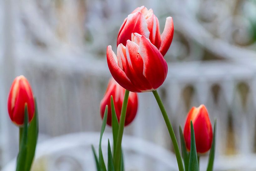 White red triumph tulip Leen van der Mark in front of a diffuse white by Dieter Meyer