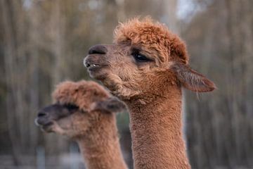 Neugierige Alpaca von Ulrike Leone