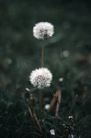Paardenbloem Duo