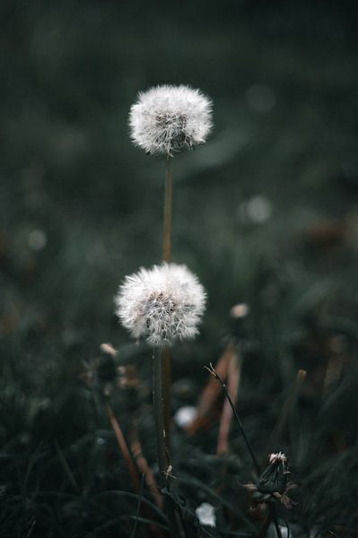 Dandelion Duo by Chris Koekenberg