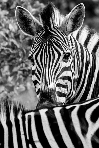 zebra van Eric van den Berg