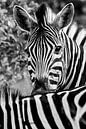 zebra van Eric van den Berg thumbnail