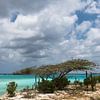 Divi divi boom aan de kust van Mangel Halto Beach (Aruba) van eusphotography