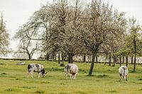 Grazende koeien in een weide vol oude bloesembomen
