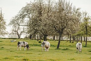 Vaches au pâturage dans une prairie pleine de vieux arbres en fleurs sur wim van sand