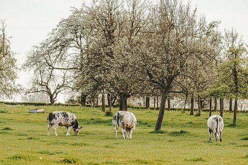 Vaches au pâturage dans une prairie pleine de vieux arbres en fleurs
