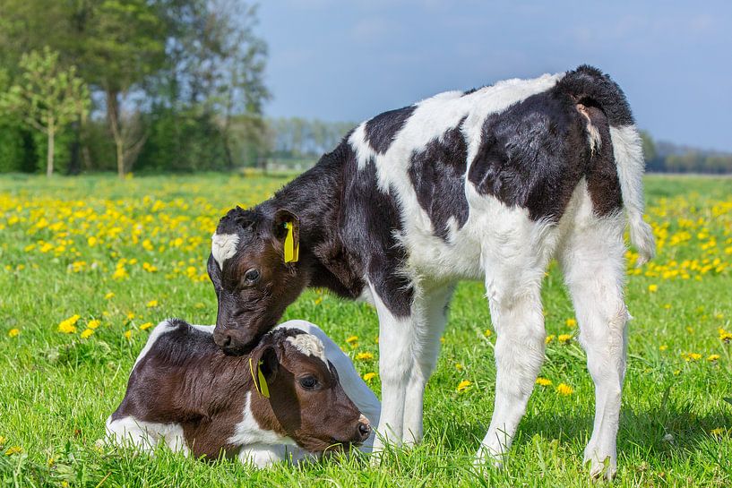 Two newborn calves together in dutch flower meadow with dandelions by Ben Schonewille