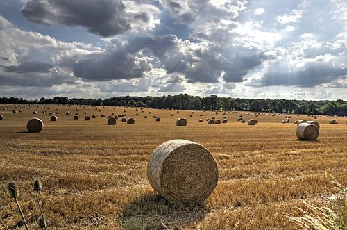 Straw rolls on a field in France