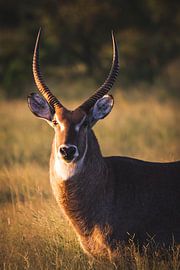 Portrait of a male waterbuck in evening light by Simone Janssen