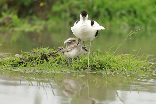 Haubentaucher von Rinnie Wijnstra (FotoAmeland )