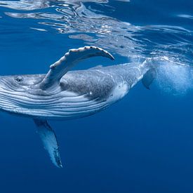 Blauwe keuze in de Atlantische Oceaan van Matthias Spartz