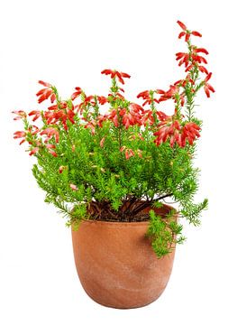 Fleur d'Erika rouge dans un pot de fleurs sur ManfredFotos