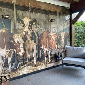 Customer photo: Dutch cows in an old barn by Inge Jansen, as wallpaper