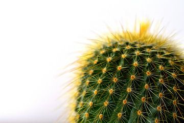 Cactus van Philipp Klassen