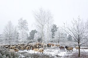 Wetterfeste Gesellen - Heidschnucken in der Lüneburger Heide