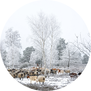 Weersbestendige kappen - Heidschnucken in de Lüneburger Heide van Gisela Scheffbuch