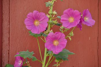 Bloemen tegen bruine deur