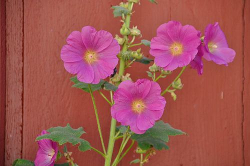 Bloemen tegen bruine deur