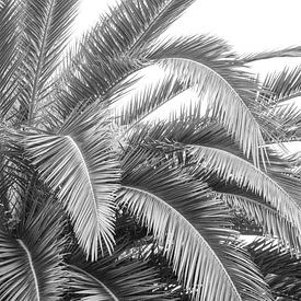 Zwart wit palmboom in Spanje, San Sebastian - botanische natuur en reisfotografie. van Christa Stroo fotografie
