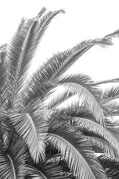 Palmier noir et blanc en Espagne, à San Sebastian - photographie botanique de nature et de voyage. sur Christa Stroo photography