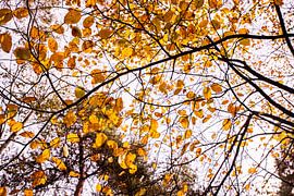 Autumn Leaves 1 - Loonse en Drunense Duinen by Deborah de Meijer