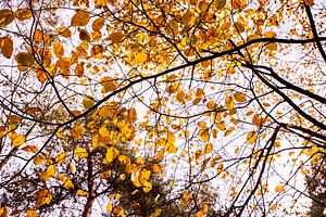 Autumn Leaves 1 - Loonse en Drunense Duinen von Deborah de Meijer