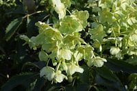 Helleborus