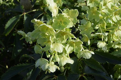 Bloeiende helleborus, kerstroos
