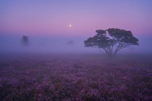Lande violette Hilversum 2 sur Albert Dros