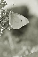 Schmetterling in schwarz und weiß