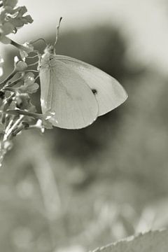 Vlinder in het zwart wit van Shutterbalance