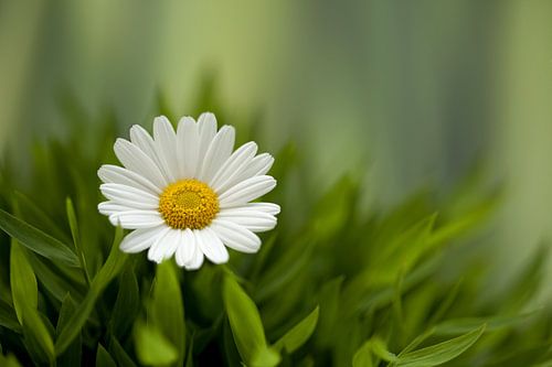 DAISY