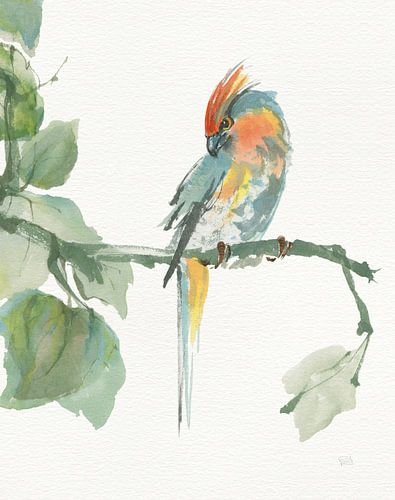 Crested Cockatoo v2, Chris Paschke