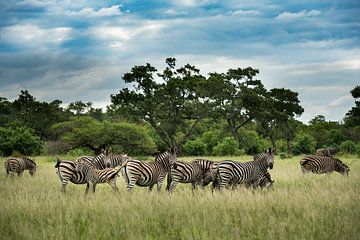 Zèbres dans le parc national Kruger sur Paula Romein