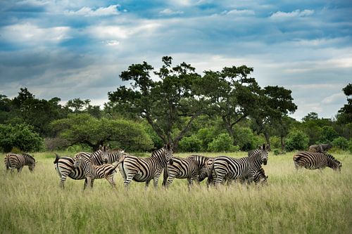 Zebra's in het Kruger National Park van Paula Romein