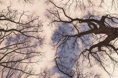 Tree tops against winter air