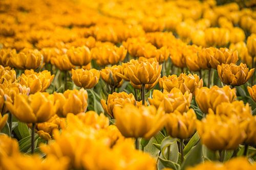 Gelbes Tulpenfeld