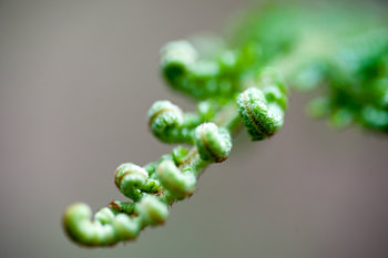 Plant Fern branch with curly leaves in the woods, close-up