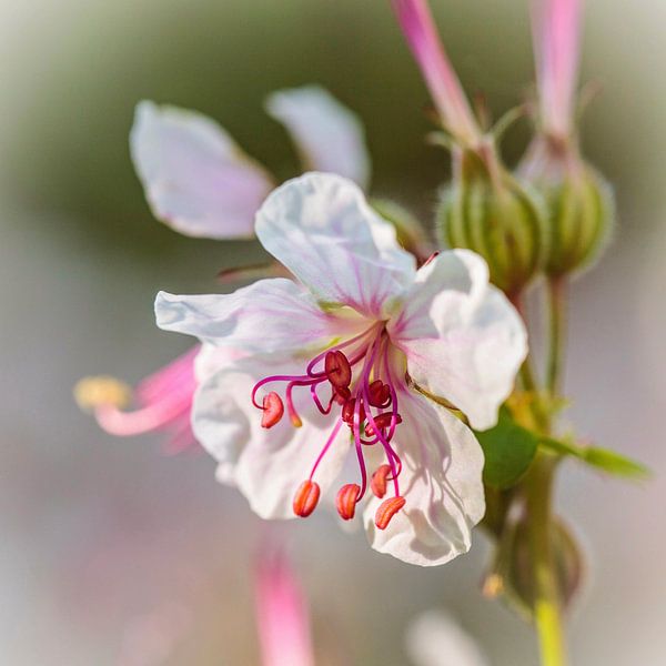 Reigersbek by Rob Boon