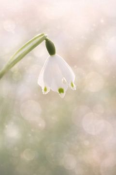 Snowdrops in the soft morning light by Christina Bauer Photos