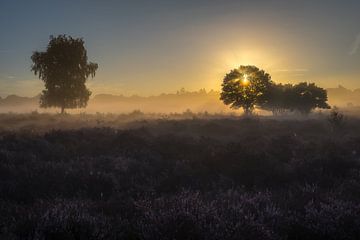 Heide Pano Zuiderheide Laren NH van Jolanda Aalbers