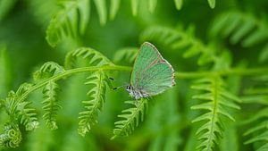 Grüner Schmetterling von Stijn Cleynhens