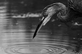 Première onde sur Niwo Photography