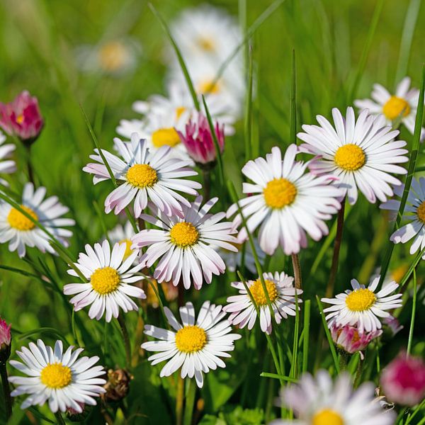 Close-up of daisies by Michael Schuppich