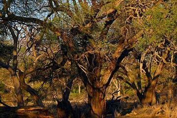 NAMIBIA 1 von Miroslav Ptacek