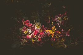 still life of dead tulips by Margriet Hulsker