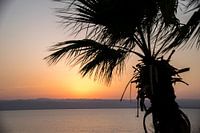Palmboom voor zonsondergang bij de dode zee